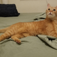 Socrates, one of many awesome ginger cats living with GMG employees.